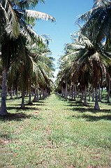 Bikini-Palm Trees